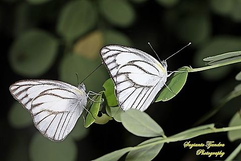 Striped Albatross Butterfly, Appias olferna olferna  Appias olferna,Geotagged,Indonesia,Striped albatross,Summer