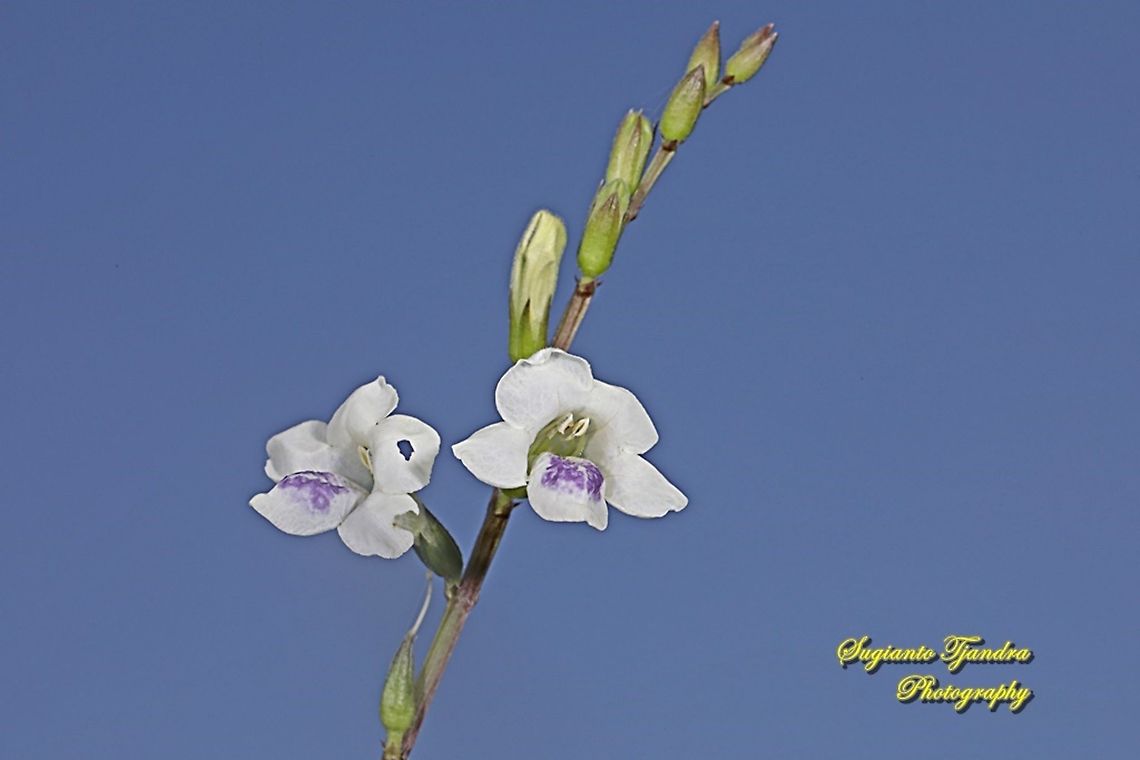 Chinese Violet Weed, Asystasia gangetica  Asystasia gangetica,Chinese violet,Geotagged,Indonesia,Summer