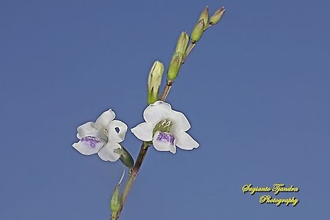 Chinese Violet Weed, Asystasia gangetica  Asystasia gangetica,Chinese violet,Geotagged,Indonesia,Summer