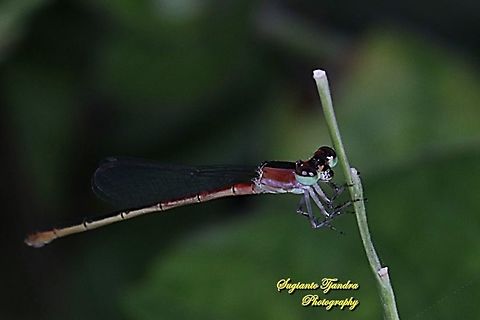 Damselfly  Geotagged,Indonesia,Summer