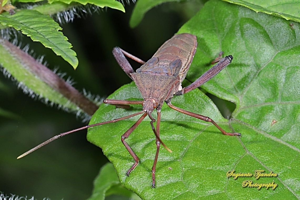 Giant Leaf-footed Bug (Coreidae)  Geotagged,Indonesia,Summer