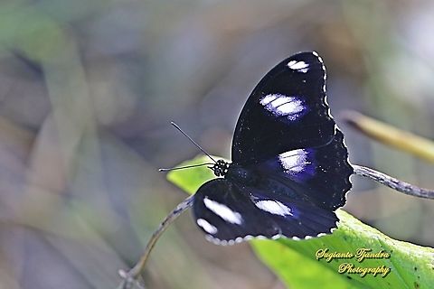 The great eggfly, Hypolimnas bolina bolina  - Upperside, male  Geotagged,Great eggfly,Hypolimnas bolina,Indonesia,Summer