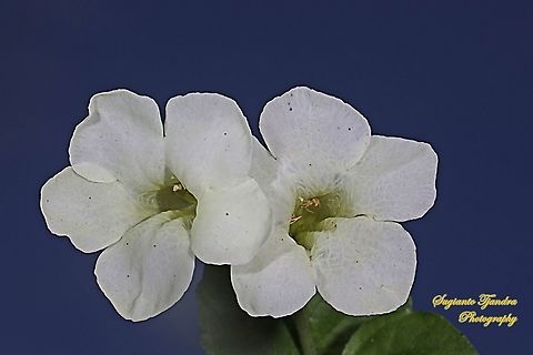 Heart-Leaf Priva, Priva cordifolia (Verbena family)  Geotagged,Heart-leaf Velvet Bur,Indonesia,Priva cordifolia,Summer