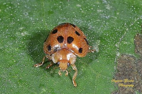Lady Beetle, Coccinellidae  Geotagged,Indonesia,Summer