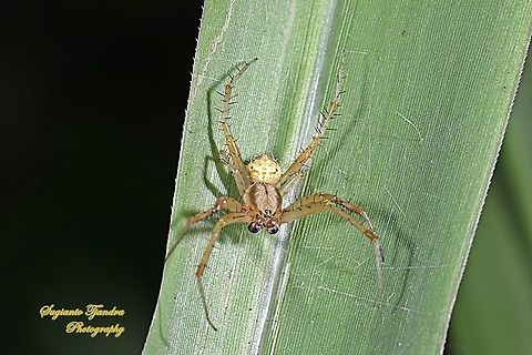 Lynx Spider, Oxyopes, Oxyopidae  Geotagged,Indonesia,Summer