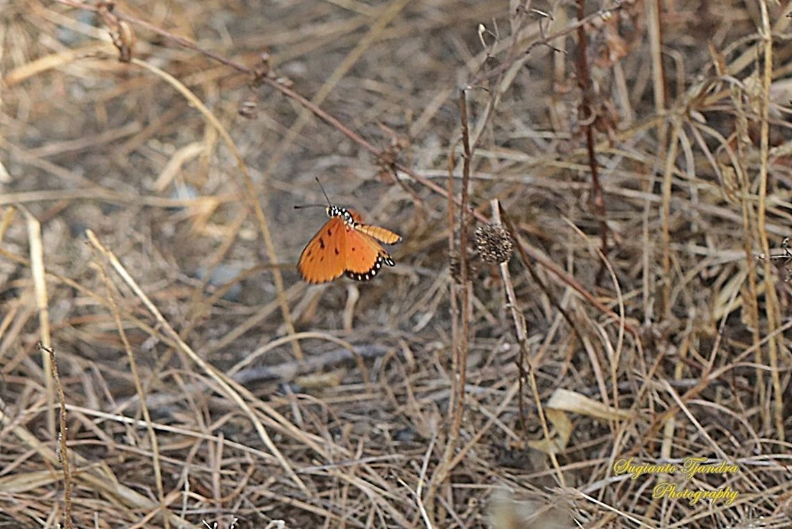 Tawny Coster Butterfly, Acraea terpsicore Linnaeus Male - "flying"  Acraea terpsicore,Geotagged,Indonesia,Summer,Tawny coster