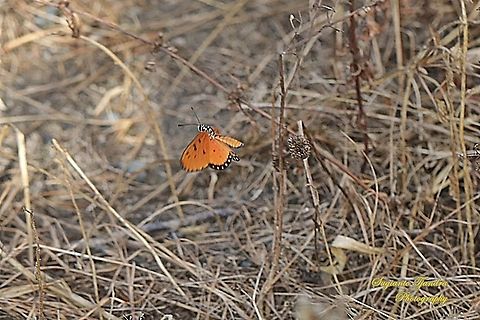 Tawny Coster Butterfly, Acraea terpsicore Linnaeus Male - "flying"  Acraea terpsicore,Geotagged,Indonesia,Summer,Tawny coster