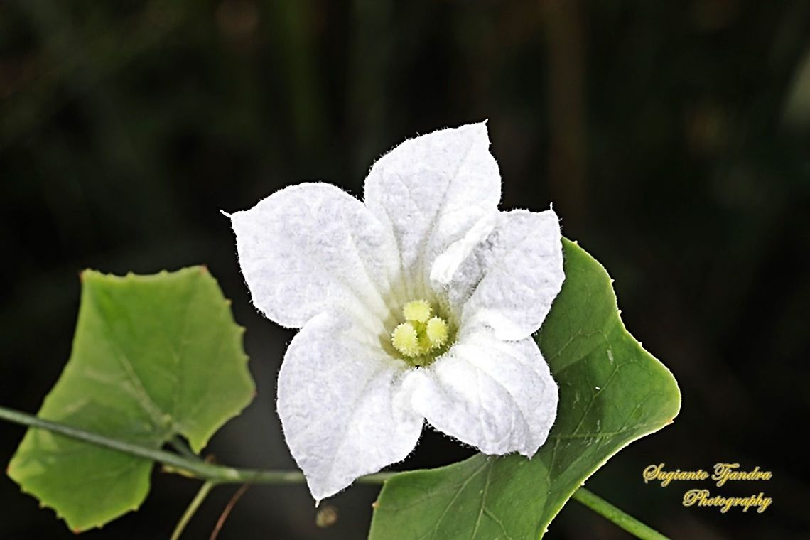 Scarlet gourd flower, Coccinia grandis  Coccinia grandis,Geotagged,Indonesia,Summer