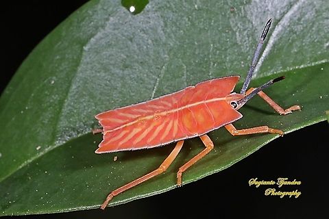 Giant Shield bugs Nymph, Pycanum rubens  Geotagged,Giant Shield Bug,Indonesia,Pycanum rubens,Summer