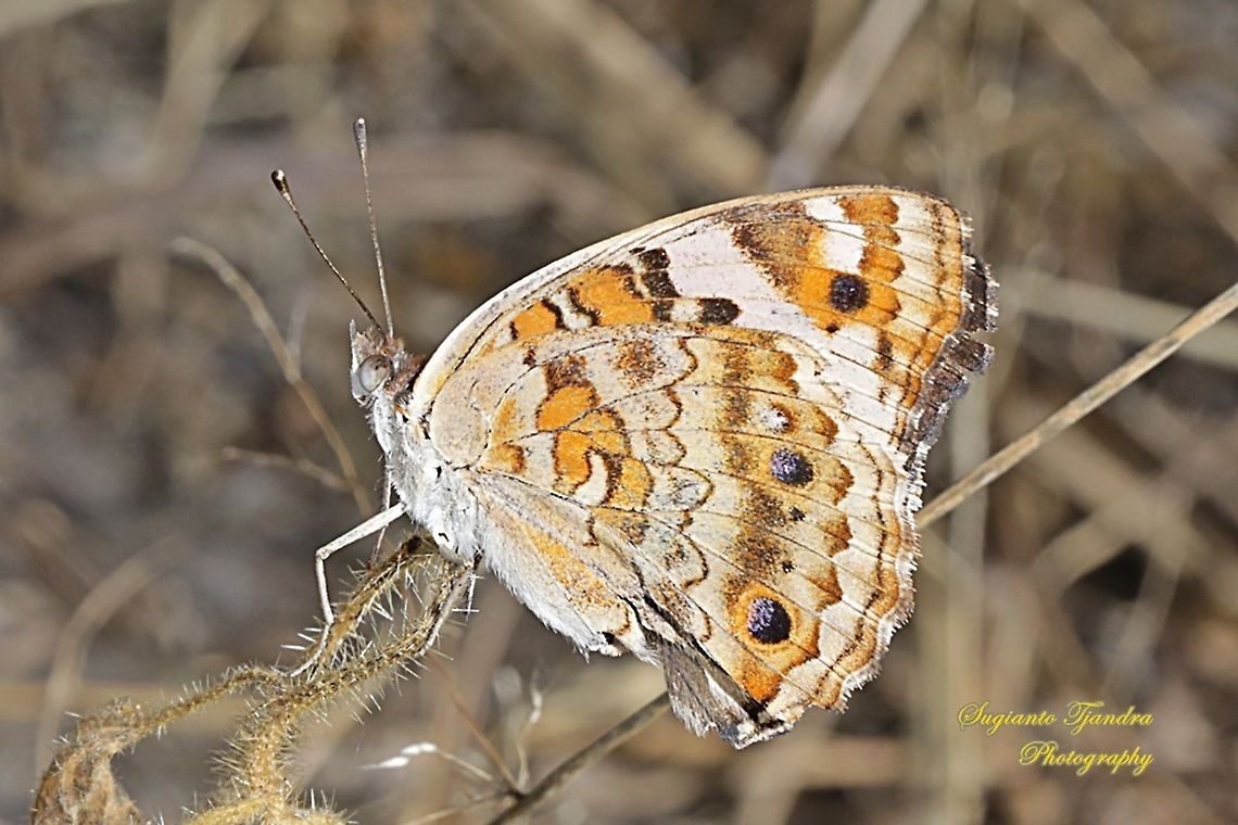 Blue Pansy Butterfly (Junonia orithya) - lowerside  Geotagged,Indonesia,Junonia orithya,Summer