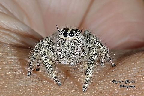 Hyllus Jumping Spider, Salticidae  Geotagged,Indonesia,Summer