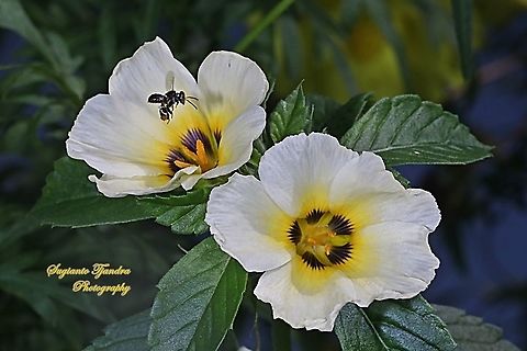 A Stingless Honey Bee (Meliponini) looking for nectar onto White buttercup, Turnera subulata  Geotagged,Indonesia,Summer,Turnera subulata,turnera subulata