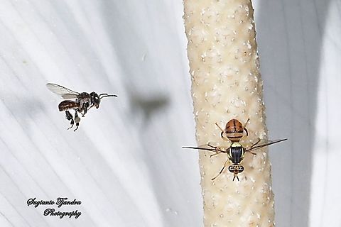Oriental fruit fly, Bactrocera Dorsalis and a Stingless Honey Bee (Meliponini) looking for nectar onto Peace Lily (Spathiphyllum Sp.)  Geotagged,Indonesia,Summer