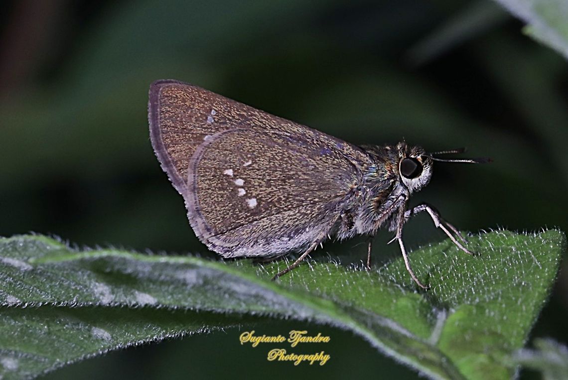 Skipper Butterfly, dark branded swift (Pelopidas mathias)  Dark branded swift,Geotagged,Indonesia,Pelopidas agna,Summer