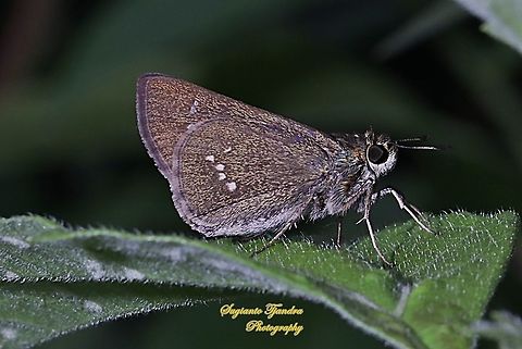Skipper Butterfly, dark branded swift (Pelopidas mathias)  Dark branded swift,Geotagged,Indonesia,Pelopidas agna,Summer