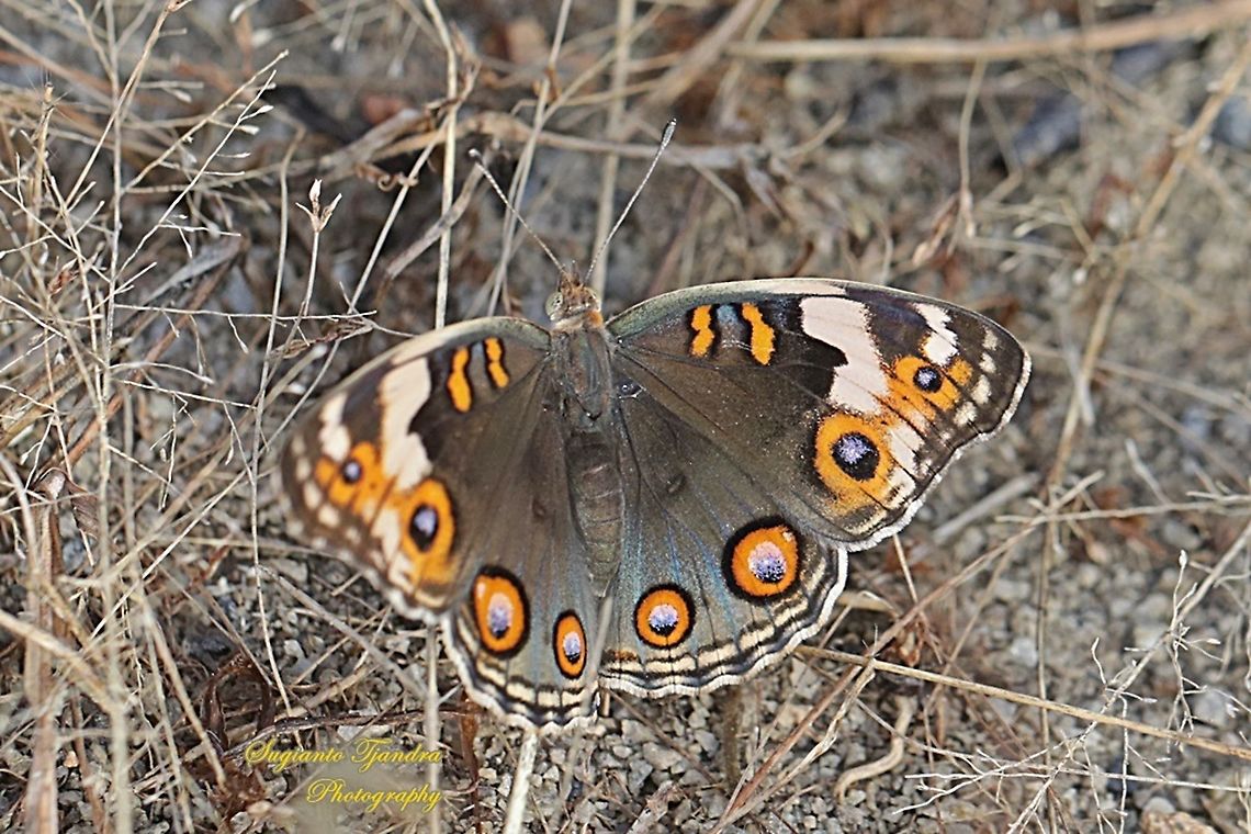 Blue Pansy Butterfly (Junonia orithya) - female upperside  Geotagged,Indonesia,Junonia orithya,Summer