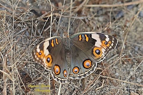 Blue Pansy Butterfly (Junonia orithya) - female upperside  Geotagged,Indonesia,Junonia orithya,Summer