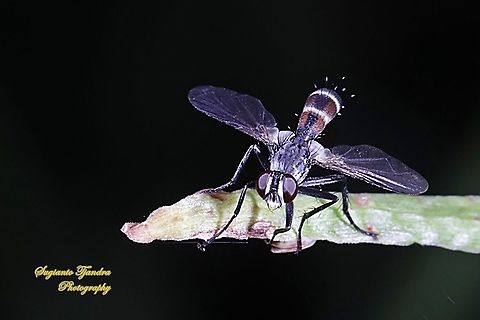 Tachinid fly (Tachinidae)  Geotagged,Indonesia,Summer