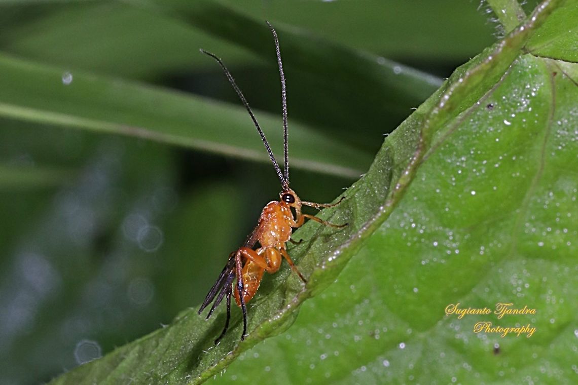 Braconidae wasp  Geotagged,Indonesia,Summer