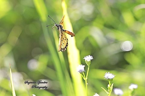 Tawny Coster Butterfly, Acraea terpsicore Linnaeus "flying"  Acraea terpsicore,Geotagged,Indonesia,Summer,Tawny coster