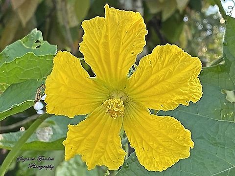 Flower of sponge gourd, Luffa aegyptiaca  Geotagged,Indonesia,Luffa aegyptiaca,Luffa cylindrica,Summer