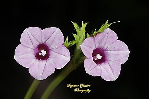 Littlebell/Three-lobe morning glory (Ipomoea triloba)  Geotagged,Indonesia,Ipomoea triloba,Summer