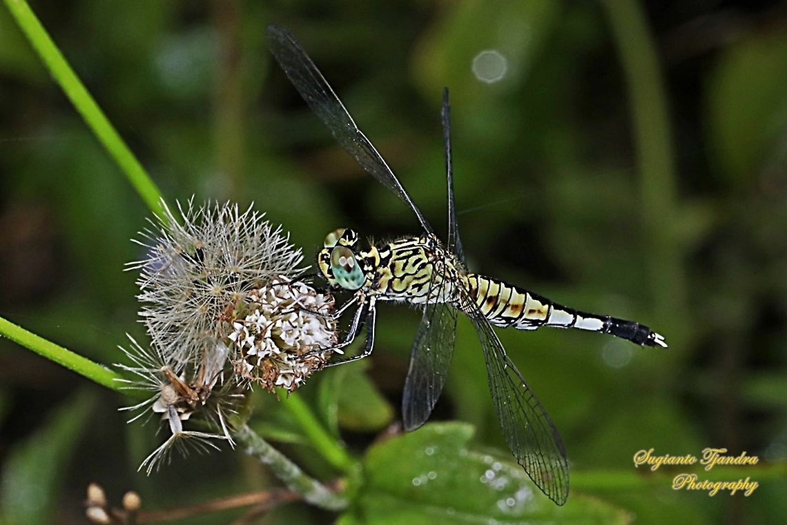 Trumpet Tail Dragonfly (Acisoma panorpoides) - Male  Acisoma panorpoides,Geotagged,Grizzled pintail,Indonesia,Summer