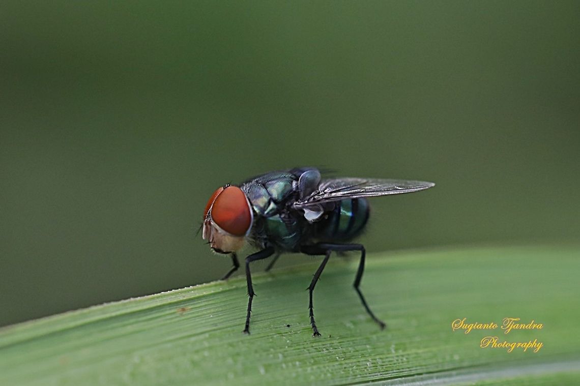 Common green bottle fly (Lucilia sericata)  Geotagged,Indonesia,Summer