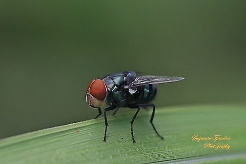 Common green bottle fly (Lucilia sericata)  Geotagged,Indonesia,Summer