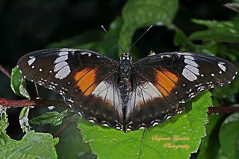 The great eggfly, Hypolimnas bolina bolina f nerina - Upperside, female  Great eggfly,Hypolimnas bolina
