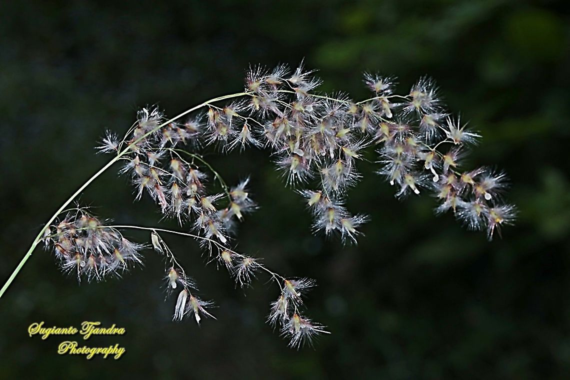 Bunga rumput alang-alang, Rose Natal Grass, Melinis repens  Geotagged,Indonesia,Melinis repens,Summer