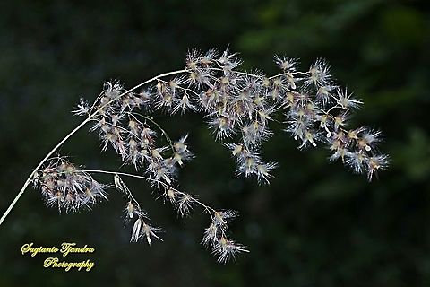 Bunga rumput alang-alang, Rose Natal Grass, Melinis repens  Geotagged,Indonesia,Melinis repens,Summer