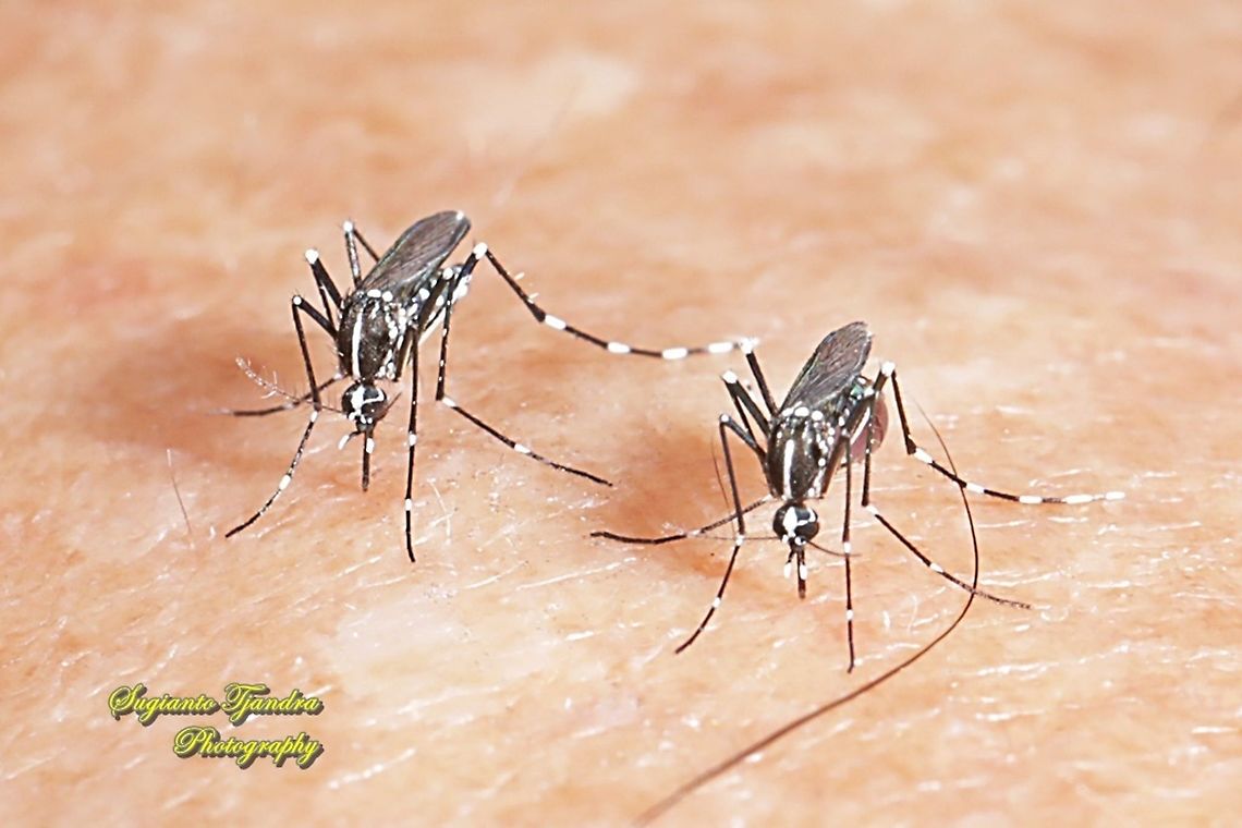 Mosquito - Asian tiger mosquito (Aedes albopictus) - "sucking my blood"  Aedes albopictus,Asian tiger mosquito,Geotagged,Indonesia,Summer,Winter