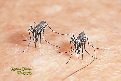 Mosquito - Asian tiger mosquito (Aedes albopictus) - "sucking my blood"  Aedes albopictus,Asian tiger mosquito,Geotagged,Indonesia,Summer,Winter