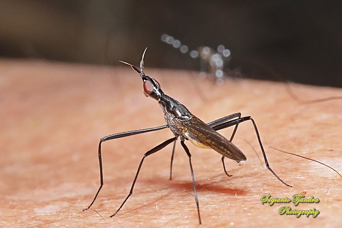 Banana Stalk fly, Neriidae  Geotagged,Indonesia,Summer