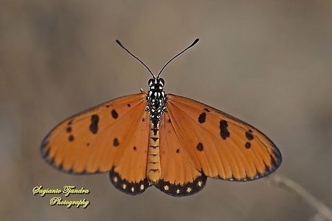 Tawny Coster Butterfly, Acraea terpsicore Linnaeus Male - upperside  Acraea terpsicore,Geotagged,Indonesia,Summer,Tawny coster