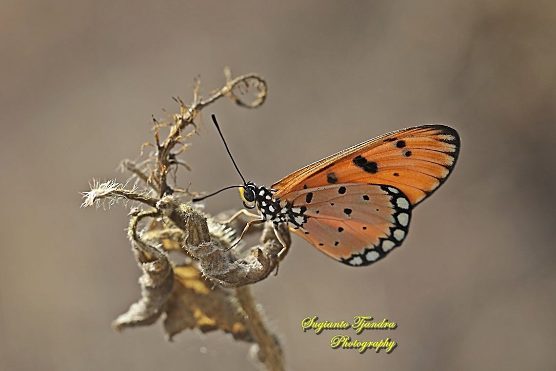 Tawny Coster Butterfly, Acraea terpsicore Linnaeus, Male - Lowerside  Acraea terpsicore,Geotagged,Indonesia,Summer,Tawny coster