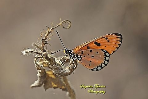 Tawny Coster Butterfly, Acraea terpsicore Linnaeus, Male - Lowerside  Acraea terpsicore,Geotagged,Indonesia,Summer,Tawny coster