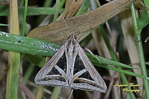 Trigonodes hyppasia Moth  Geotagged,Indonesia,Summer,Triangles,Trigonodes hyppasia