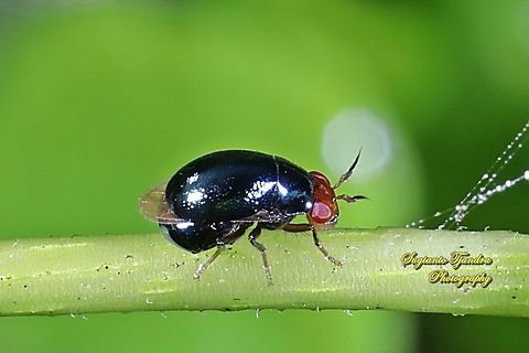 Beetle fly (Celyphidae)  Geotagged,Indonesia,Summer