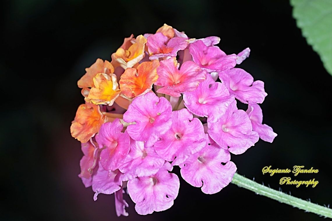 West Indian Lantana, Lantana Camara, Verbenaceae  Geotagged,Indonesia,Lantana camara,Summer