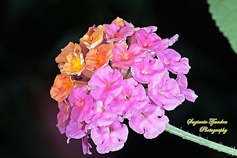 West Indian Lantana, Lantana Camara, Verbenaceae  Geotagged,Indonesia,Lantana camara,Summer