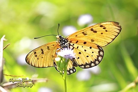 Tawny Coster Butterfly, Acraea terpsicore Linnaeus "sucking nectar"  Acraea terpsicore,Geotagged,Indonesia,Summer,Tawny coster