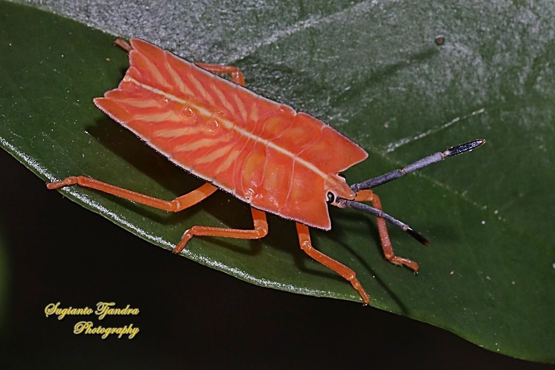 Giant Shield bugs Nymph, Pycanum rubens  Geotagged,Giant Shield Bug,Indonesia,Pycanum rubens,Summer