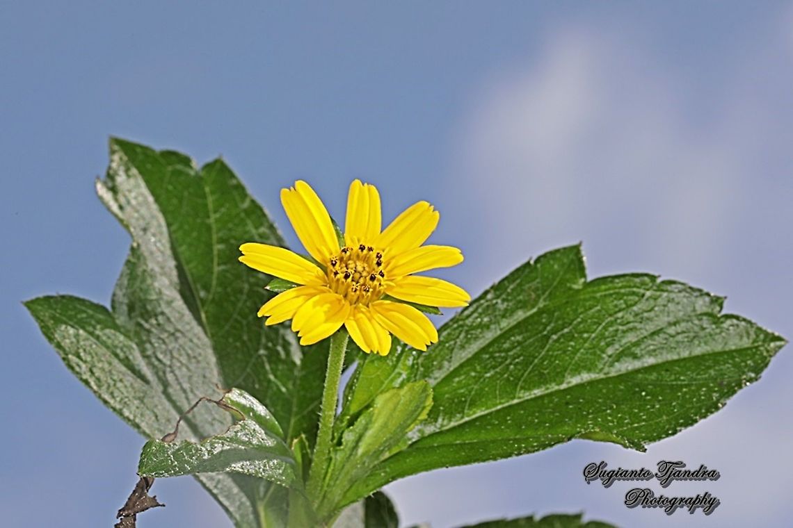 Flower of Viper’s grasses, Scorzonera  Geotagged,Indonesia,Summer