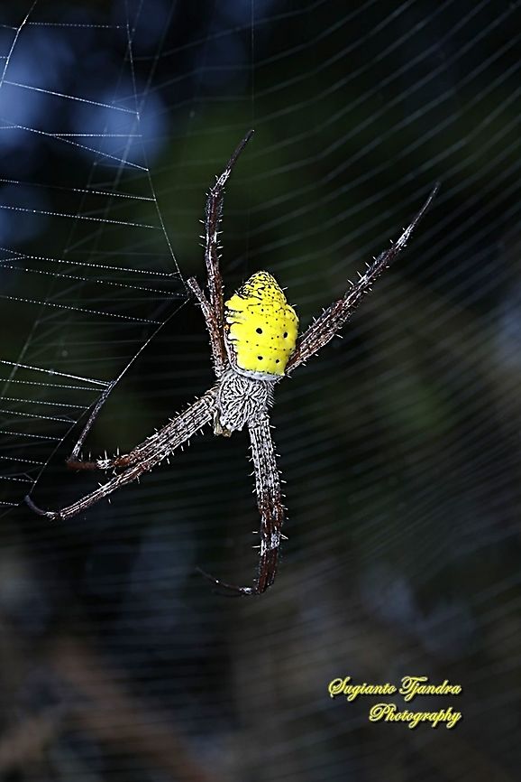 Orb weaver spider, Argiope Sp  Geotagged,Indonesia,Summer