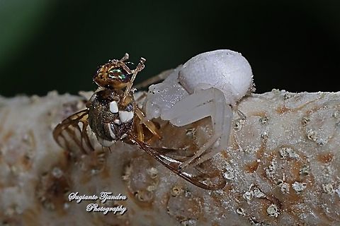 White Crab Spider, Thomisidae sp w/prey (Oriental fruit fly, Bactrocera Dorsalis)  Bactrocera dorsalis,Geotagged,Indonesia,Oriental Fruit Fly,Summer