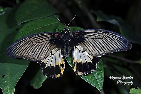 Great Mormon Butterfly, Papilio memnon memnon f. hiera (Papilionidae) - female upperside  Geotagged,Great Mormon,Indonesia,Papilio memnon,Summer