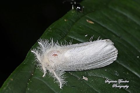 White Tussock Moth  Geotagged,Indonesia,Summer
