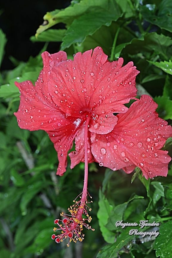Red Hibiscus flower  Geotagged,Indonesia,Summer